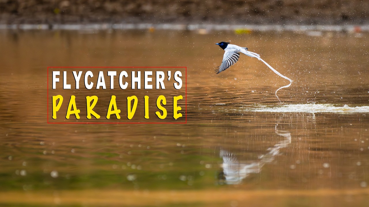 Flycatcher's Paradise: Indian Paradise Flycatcher Bird In Action!