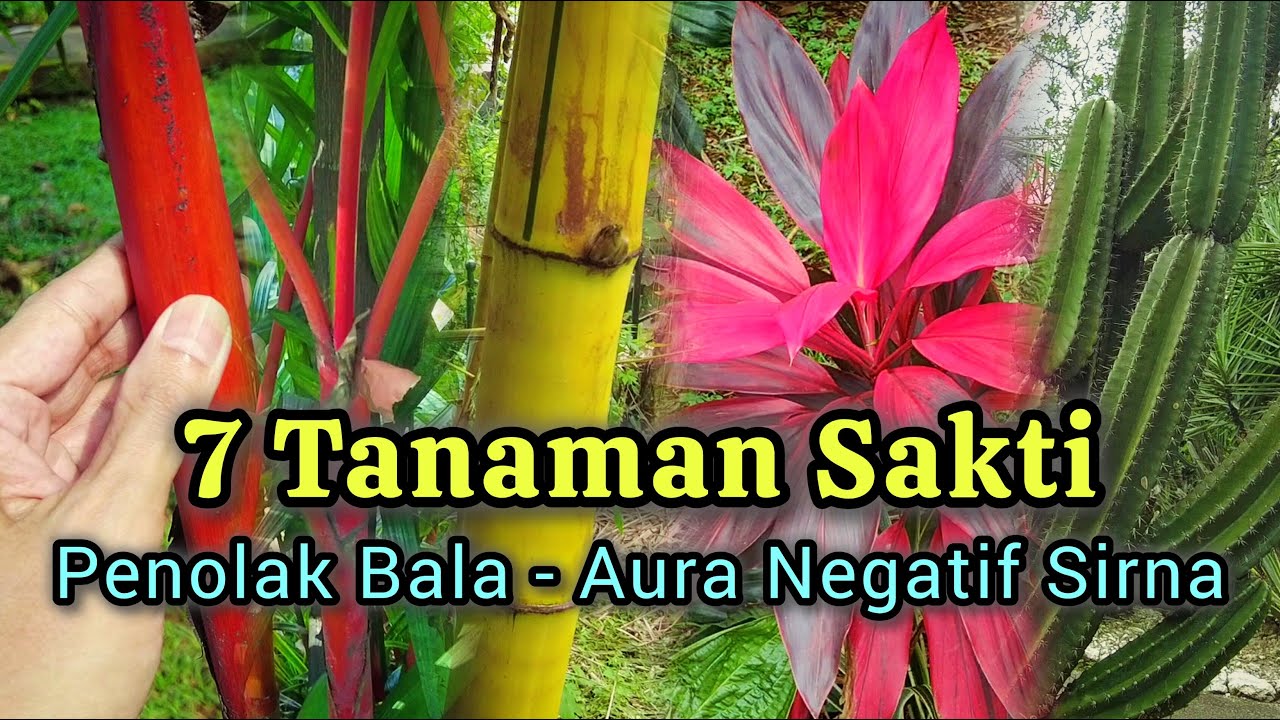 7 Tanaman Sakti Penolak Bala dan Energi Negatif