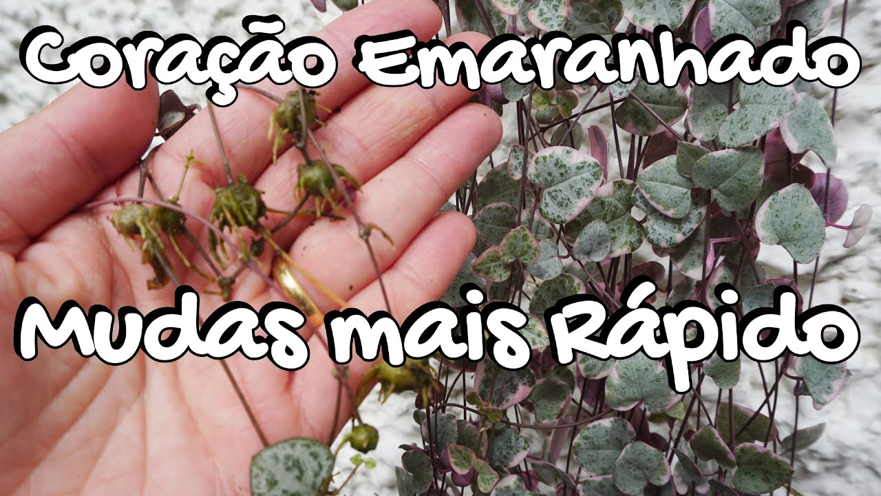 Mudas de Coração Emaranhado MAIS RÁPIDO na água e por bulbos (Ceropegia woodii)