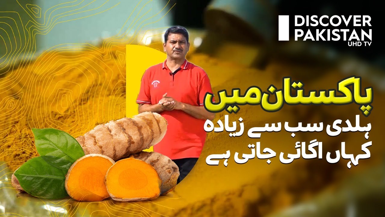 Where is Turmeric Grown the most in Pakistan? | Kissan Ka Pakistan