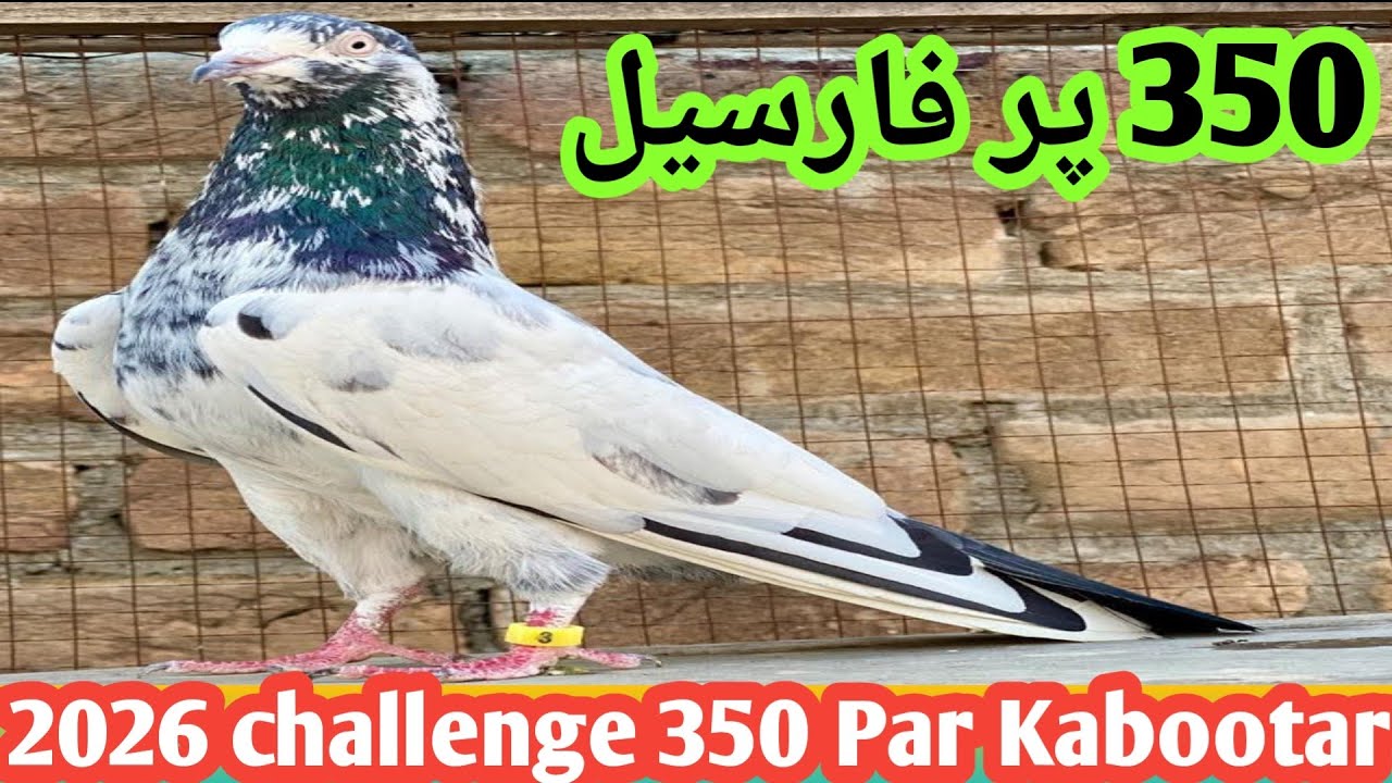 All Pakistan challenge || 350 || Par Kabootar Inshallah 03071539639 @ibraheempigeonspoint 