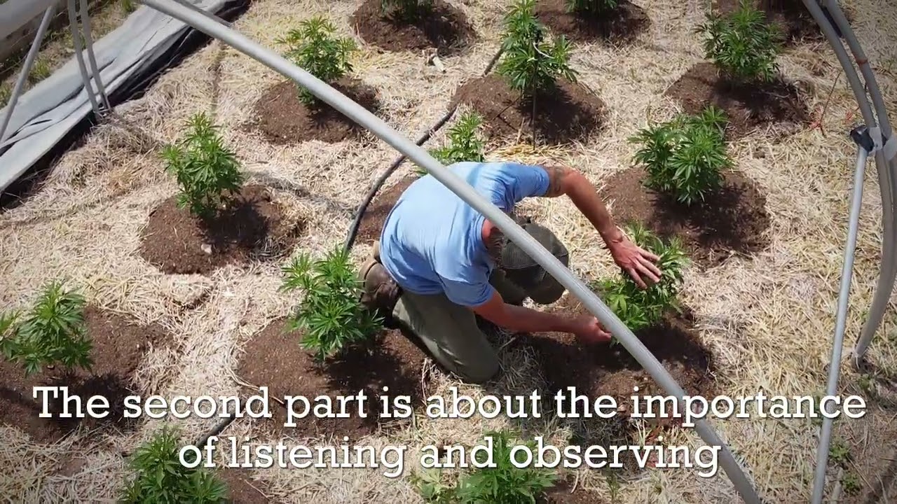 Oregon Cannabis Farm Drone Footage - Lucky Elk