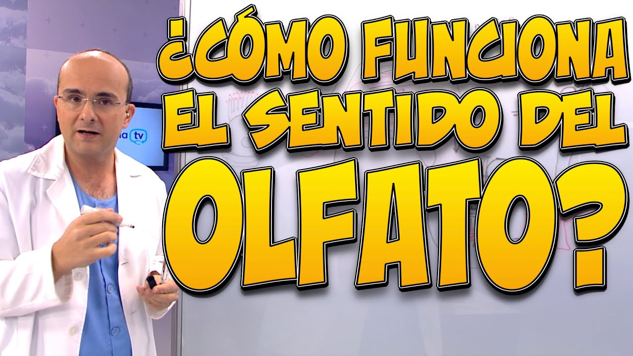 OLFATO, ¿cómo funciona? - Cuerpo Humano #17