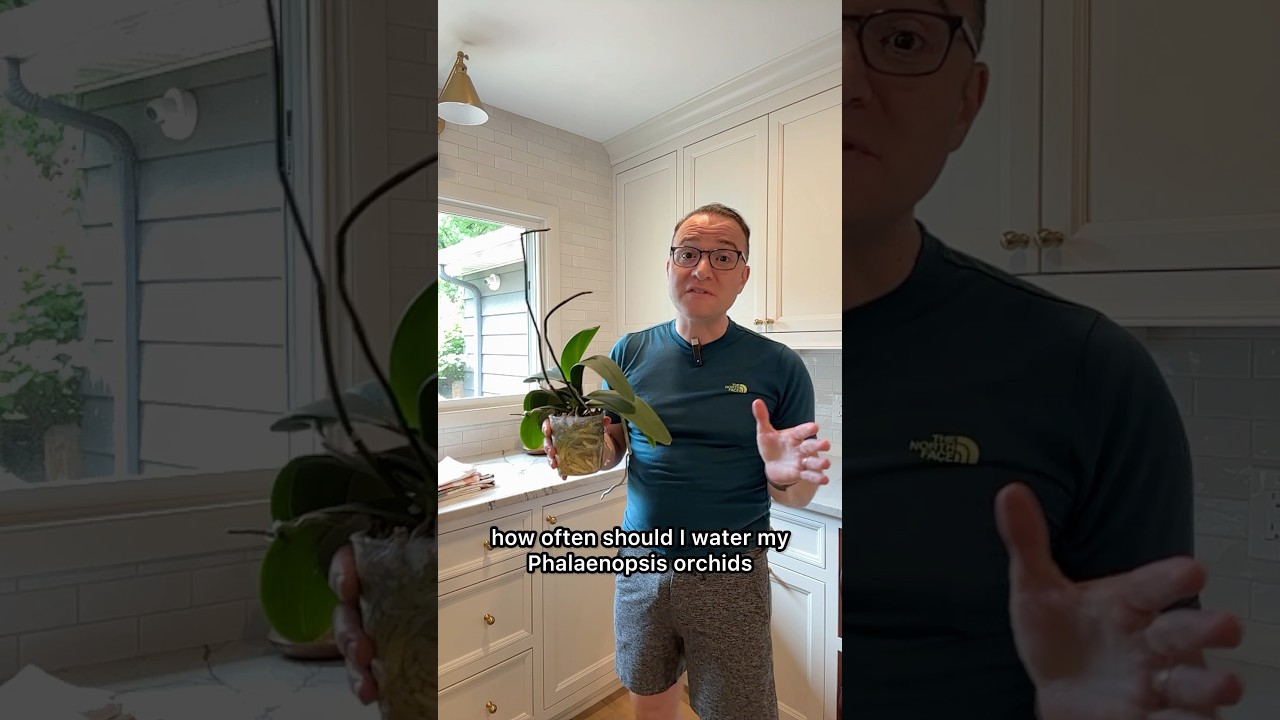 I get this question ALL the time. How often to water your Phalaenopsis orchids.
