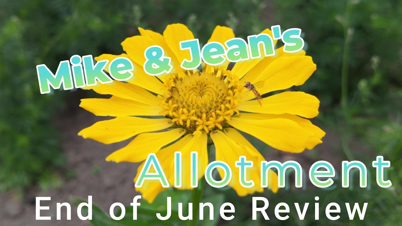 End of June on the Allotment