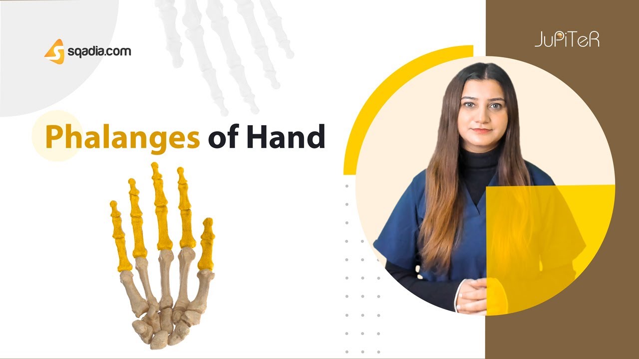 Phalanges of Hand Bone | Introduction | Anatomy of Upper Limb | Skeletal System for Medical Students