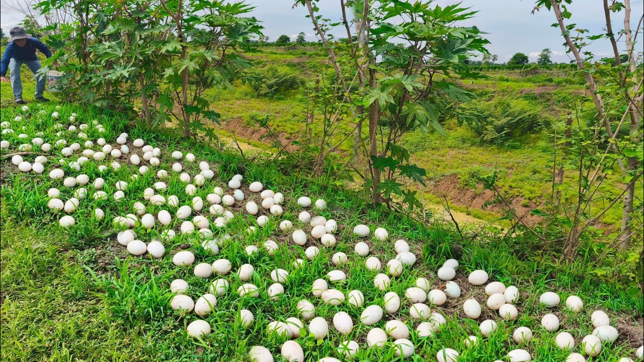 OMG unique- An old farmer went down to the vegetable garden and saw a lot of duck eggs in the grass.