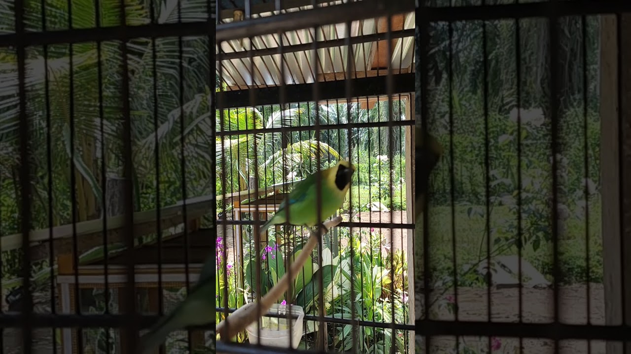 Indonesia's endemic birds chirping #shorts