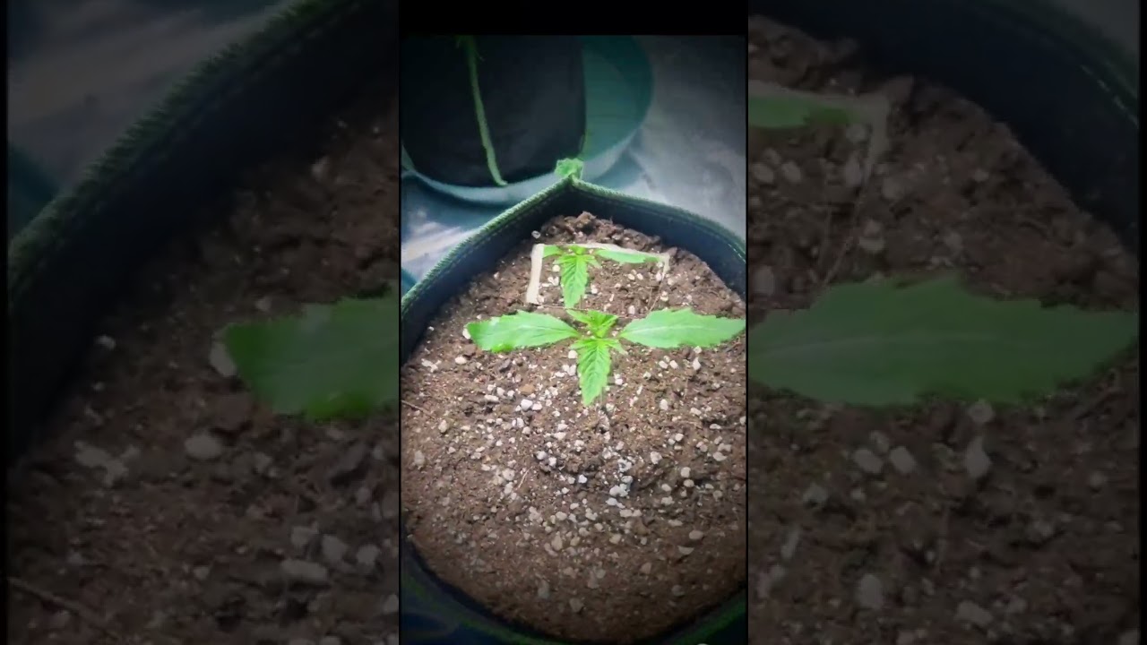 come join me on my grow journey