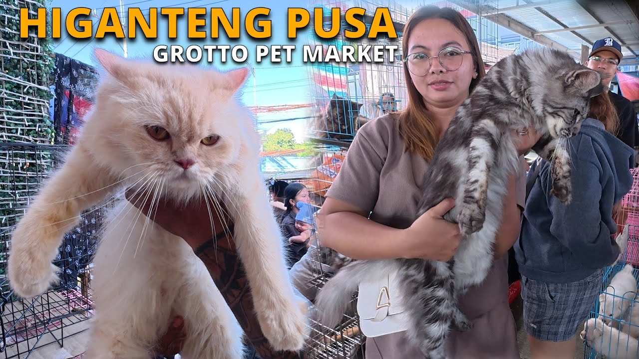Naglalakihang mga Pusa! Quality na mga Pets! Dito sa Grotto Pet Market!