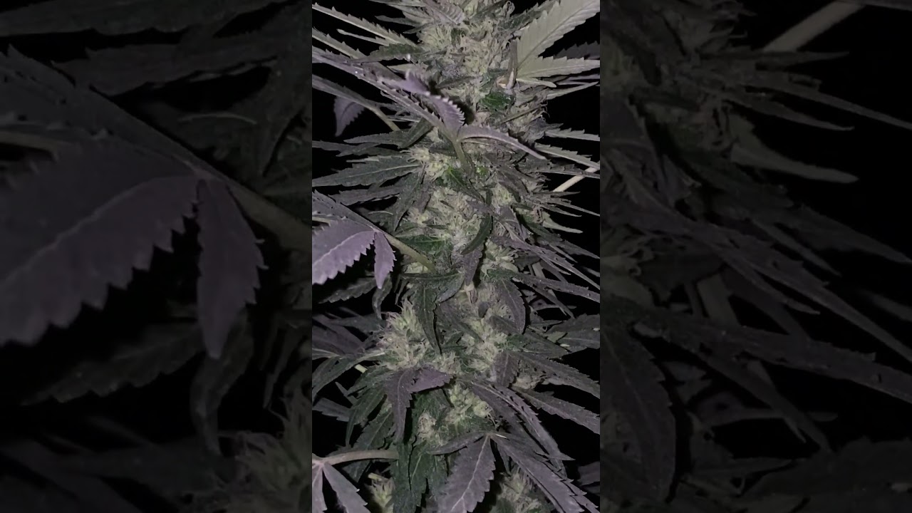 CARTELZ  bred by kingseeds