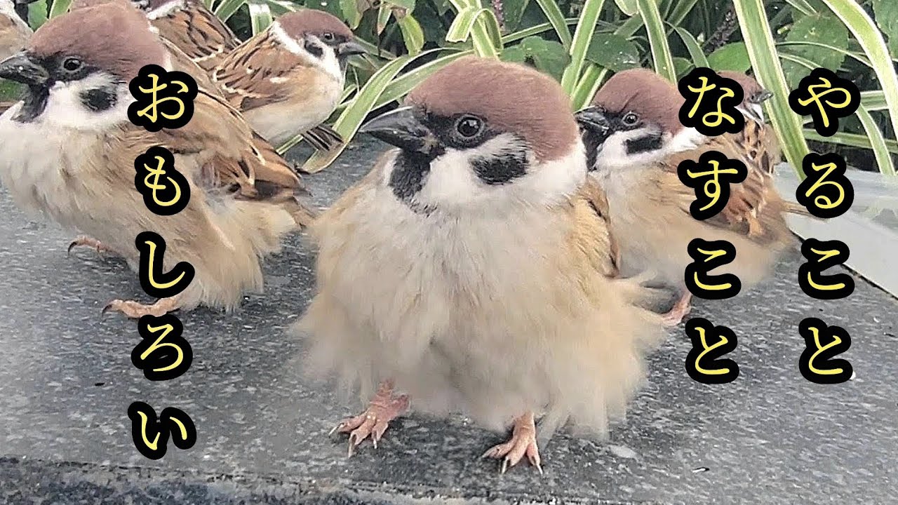 頼んでないけど笑かしてくれます　【すずめ日記】