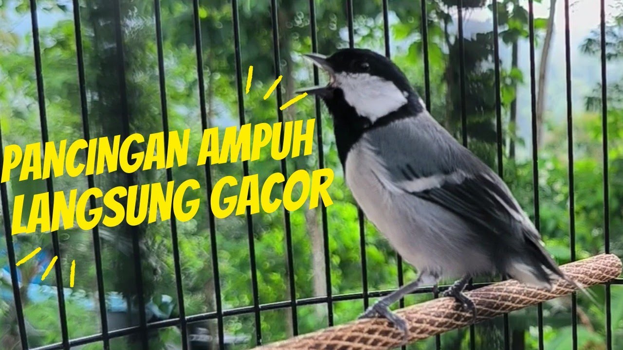 GELATIK BATU GACOR ‼️ PANCINGAN AMPUH LANGSUNG GACOR #280