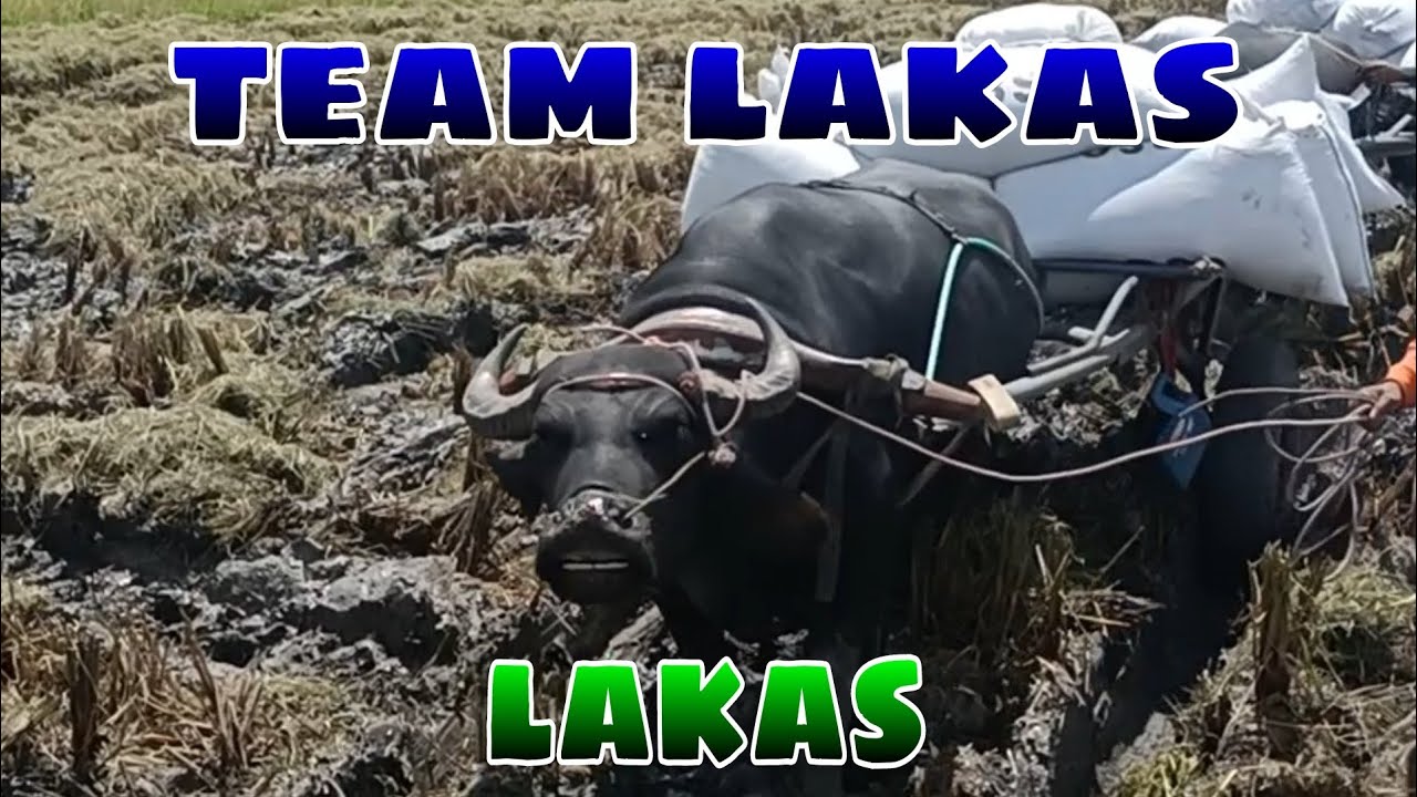 EP,332. BUHAY BUKID team lakas lakas