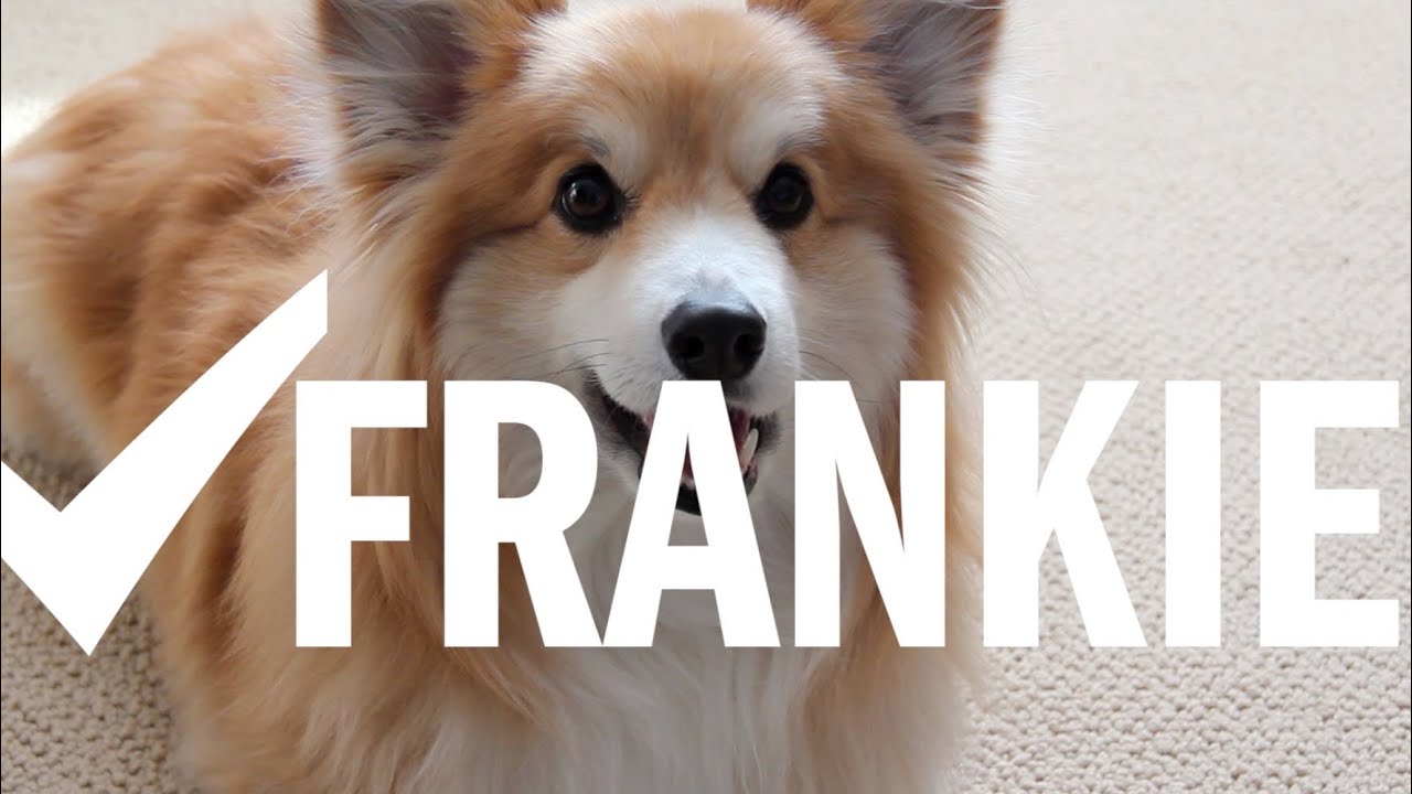 Frankie the Fluffy Corgi Short and Cute Channel Introduction