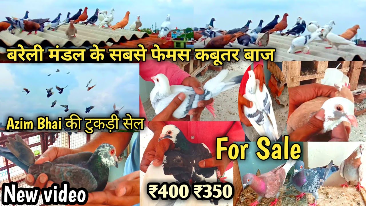 Azim Bhai की टुकड़ी सेल/for sale Dudhiya Kashmir pigeon#bareilly/गोला कबूतर सस्ते में/UP 25/07/2022