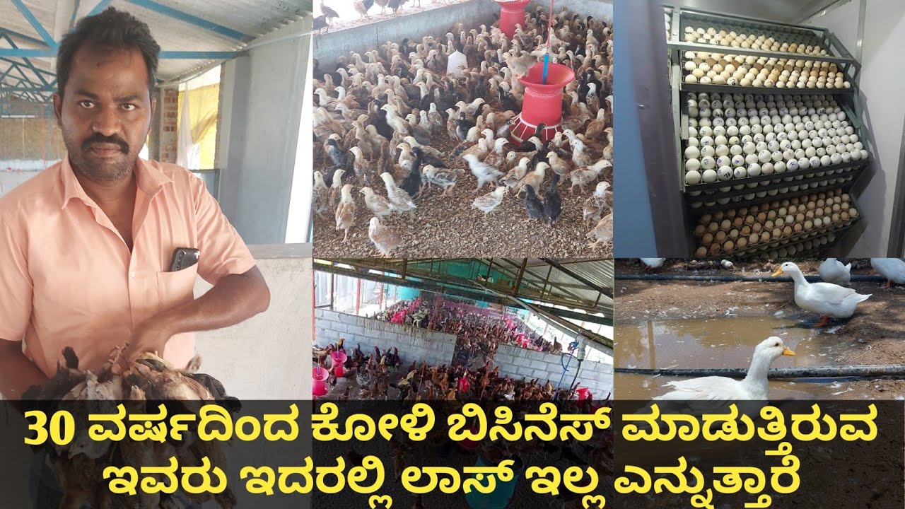 ನಾಟಿಕೋಳಿ ಕಡಕ್ನಾಥ್ ಬಾತುಕೋಳಿ ಮತ್ತು ಟರ್ಕಿ ಇವುಗಳ ಮೊಟ್ಟೆಯಿಂದ ಮರಿ ಮಾಡಿ ಮಾರಿದರೆ ಲಾಭವಿದೆ, ಪೌಲ್ಟ್ರಿ ಫಾರ್ಮ್