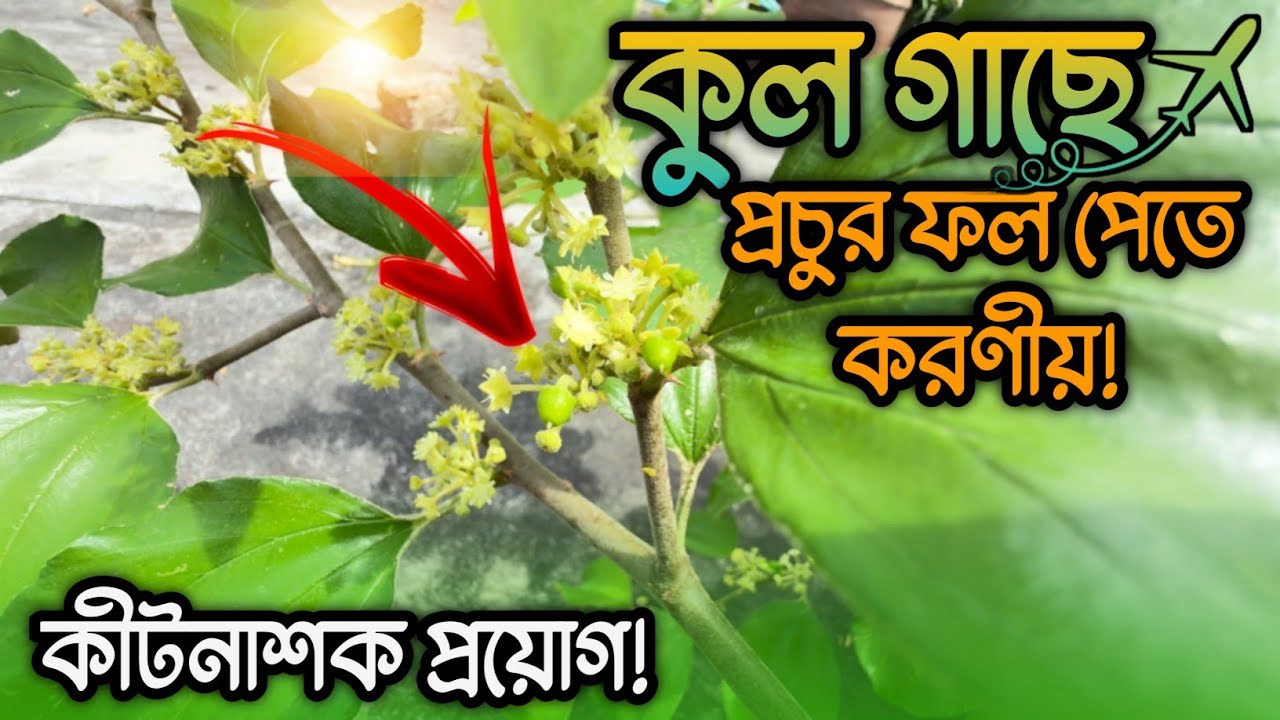 সেপ্টেম্বর মাসে কুল/বড়ই গাছের পরিচর্যা || এখন কী স্প্রে করবেন? Apple Ber Can't Miss🫤.