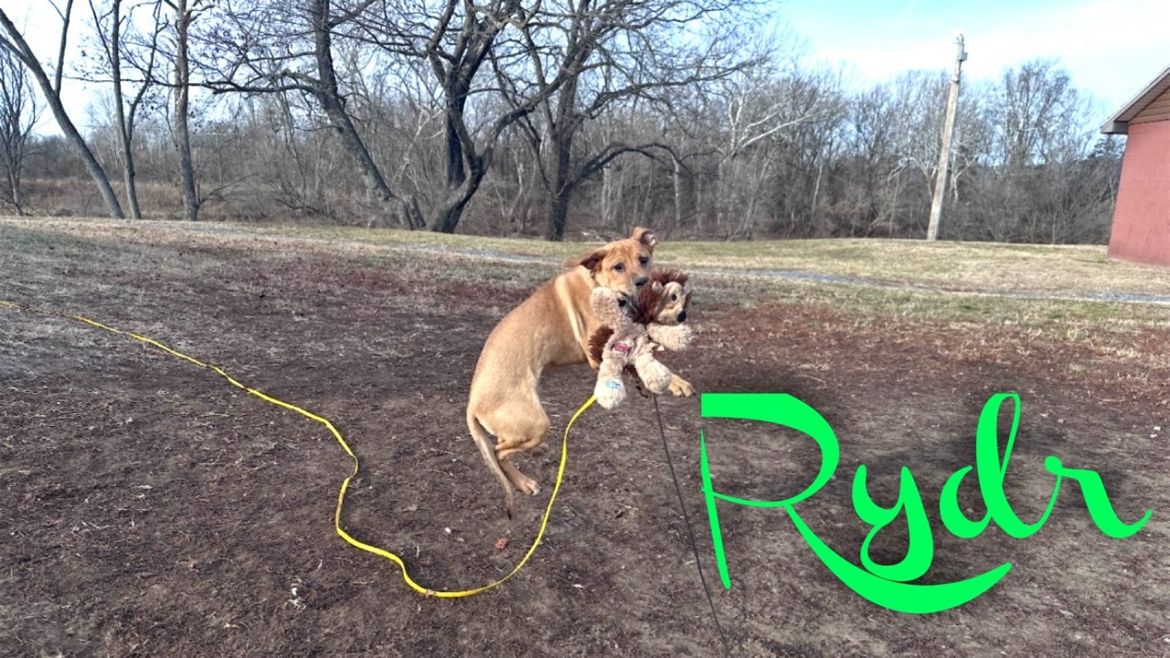 Pit-MIx Puppy Rydr Gains Confidence and Tools for a Successful Off Leash Life!