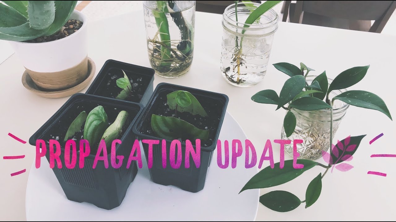 Plant Propagation Update! | Monstera | Hoya | Peperomia | Succulents