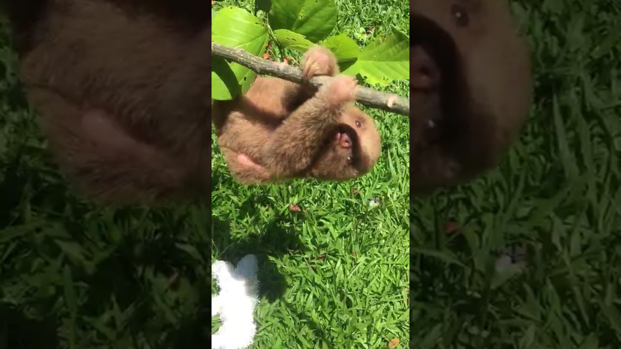 Grumpy, baby sloth learning new skills