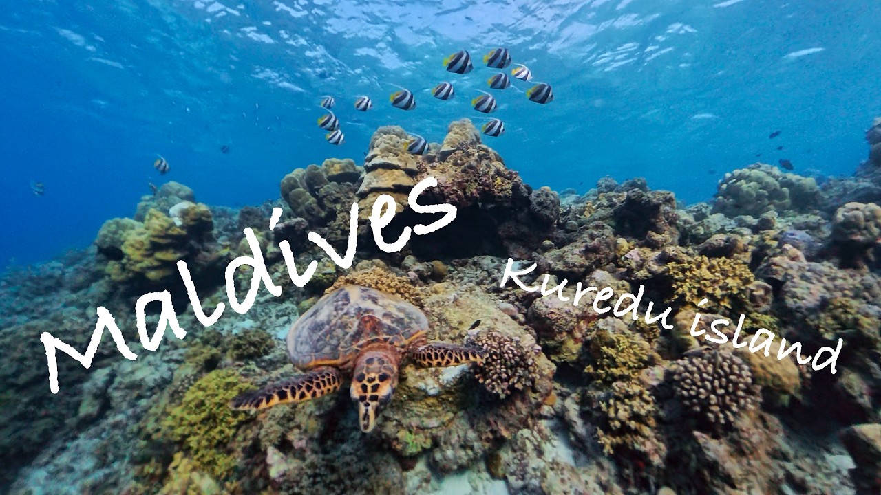Maldives - snorkeling at Kuredu island