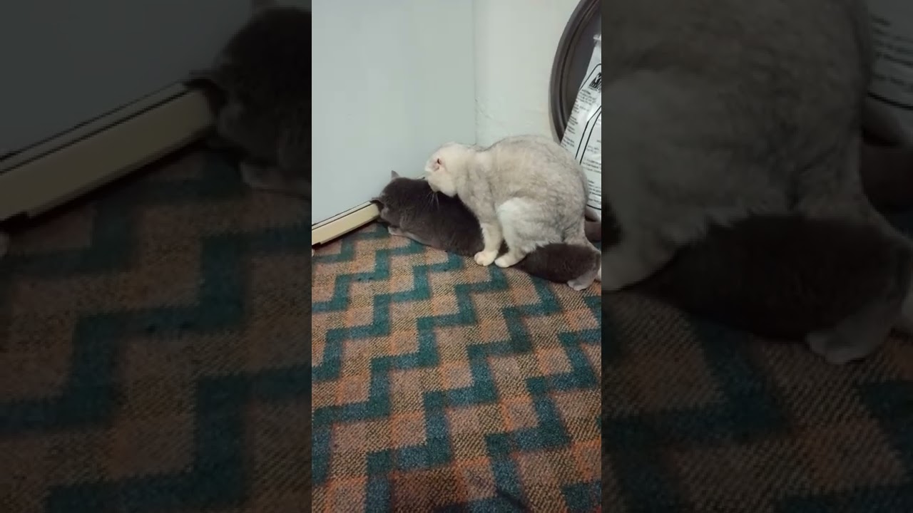 Kedi çiftleşmesi nasıl olur
