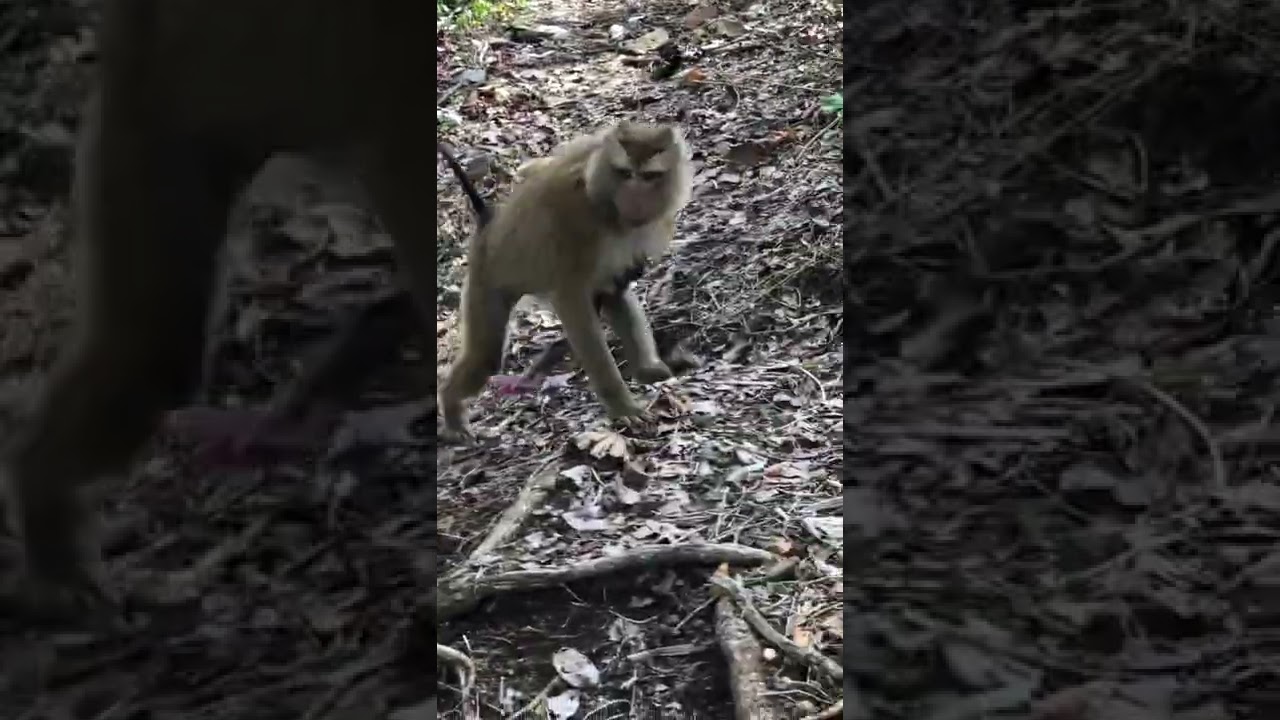 Newborn baby monkey of monkey Sahsa low power