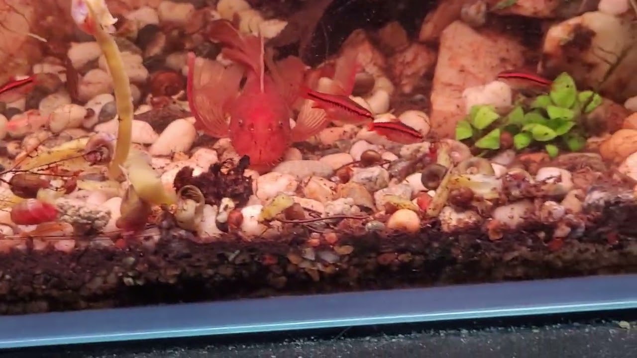 Fish room tour. Corydoras, bristlenose,  angelfish,  rainbow breeding in my garage. 
