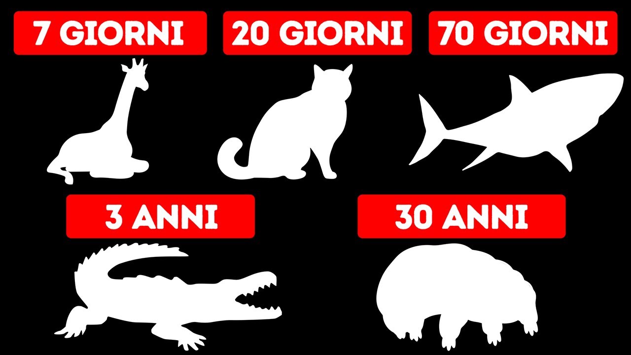 Per Quanto Tempo Possono Vivere Gli Animali senza Cibo