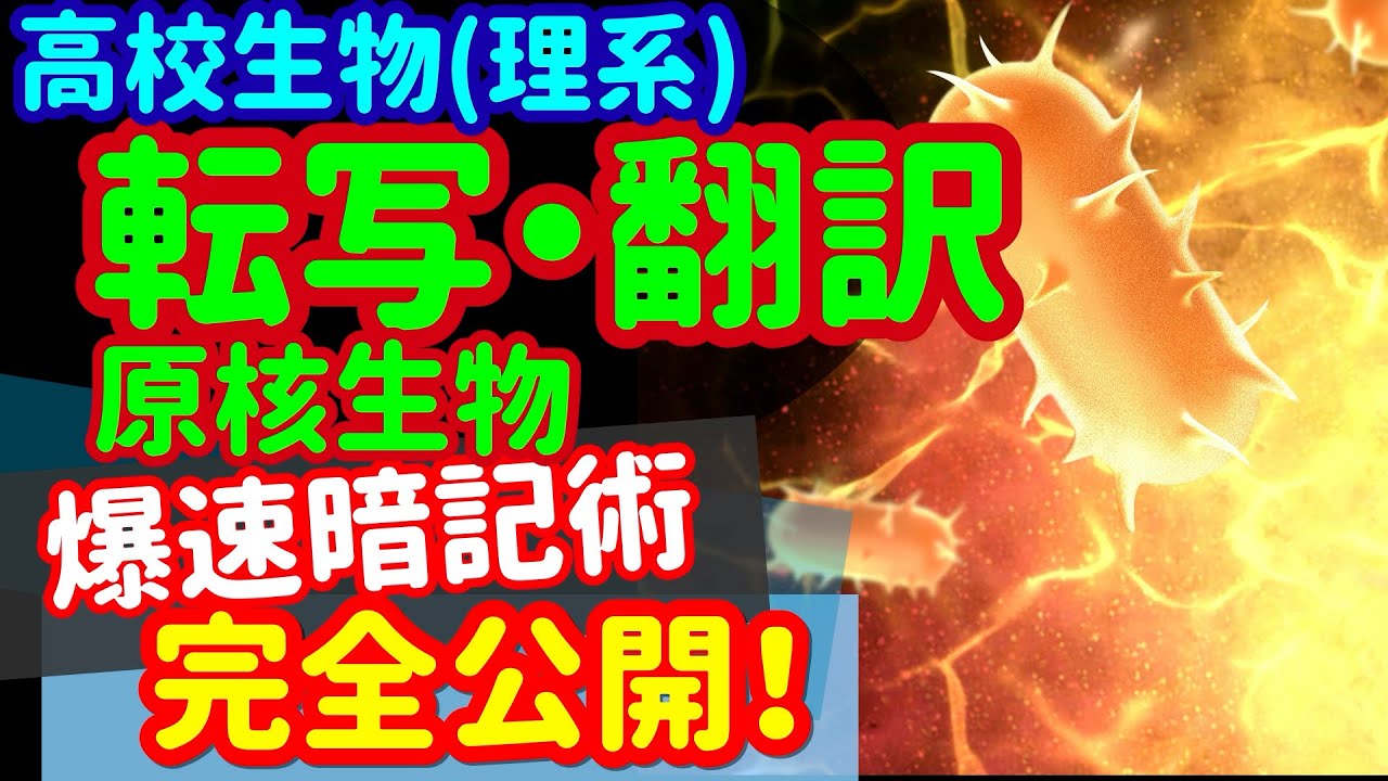 【高校生物 22】遺伝子【原核生物の転写翻訳】を宇宙一わかりやすく