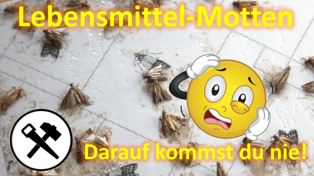 Motten schonwieder? - Hilfe bei Lebensmittelmotten -  finden  &  bekämpfen