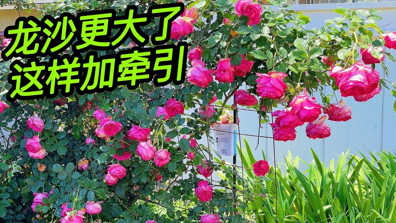 （园艺篇330）这样牵引后老何的龙沙宝石墙今年会更漂亮！