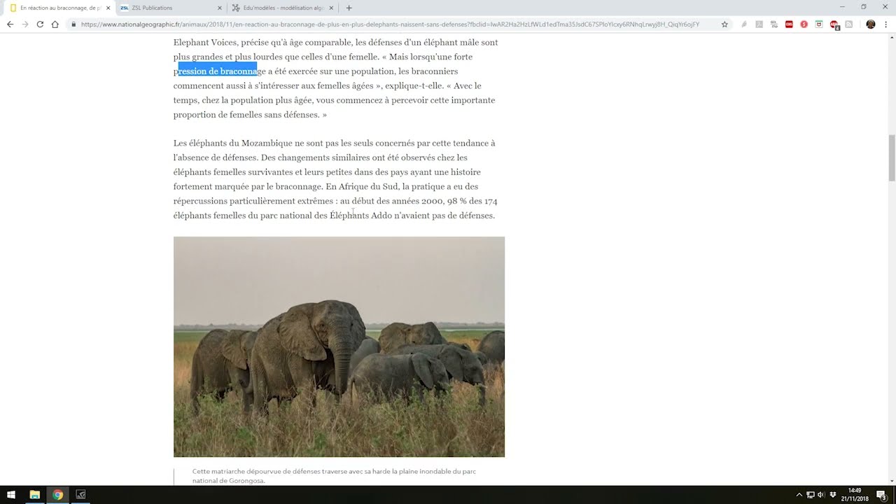 Modélisation de la sélection au sein d'une population d'éléphants