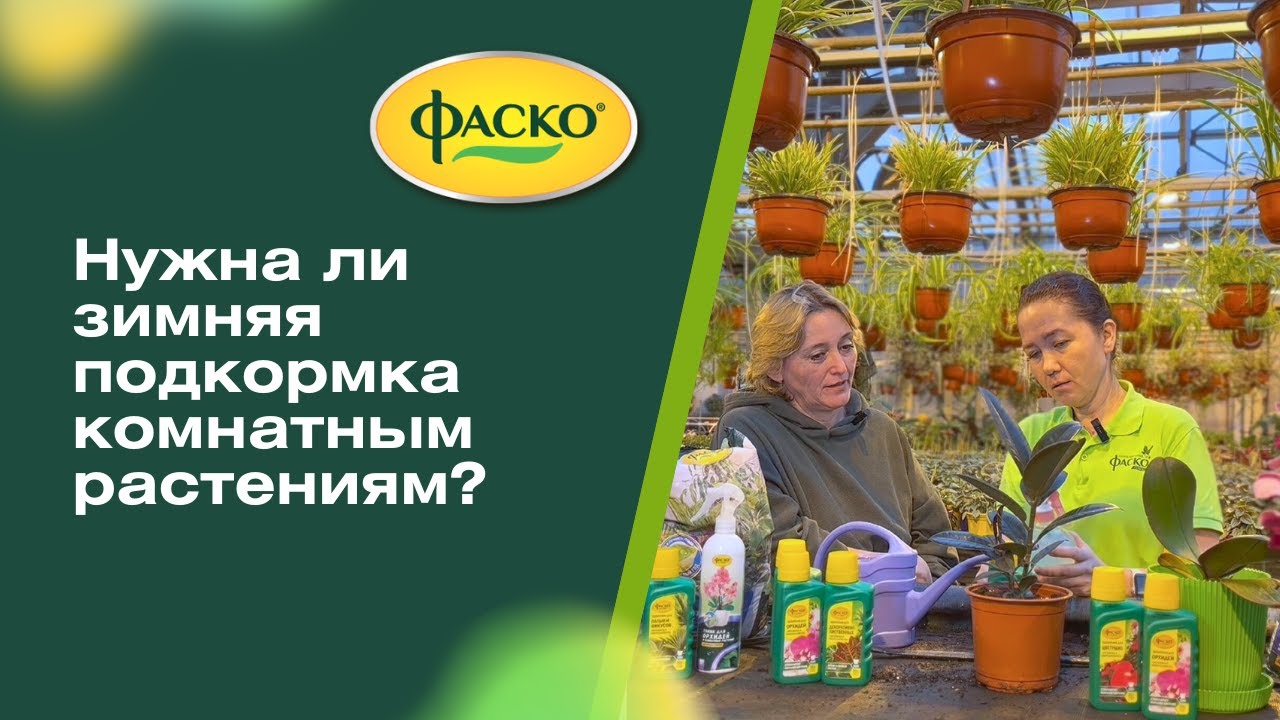 Нужна ли подкормка комнатных растений зимой?