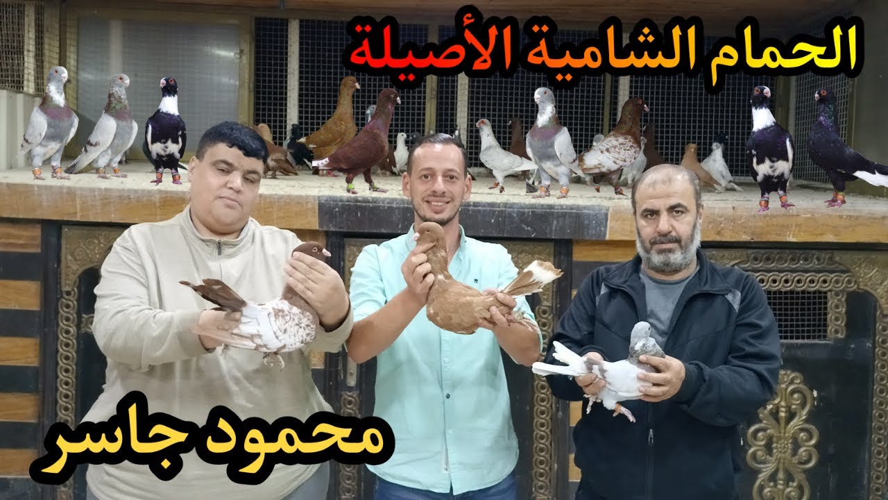 حمام شامي أصيل في مطير الأخ محمود جاسر  اروع واجمل طيور شامية