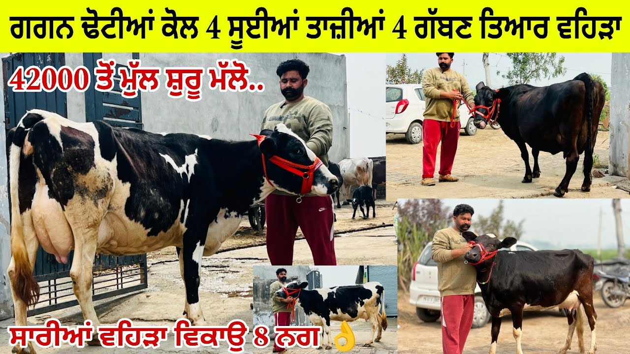 ਗਗਨ ਢੋਟੀਆਂ ਕੋਲ 8 ਵਹਿੜਾ ਵਿਕਾਊ 4 ਤਾਜ਼ੀਆਂ ਸੂਈਆਂ 4 ਗੱਬਣ ਤਿਆਰ/ ਤਰਨਤਾਰਨ 