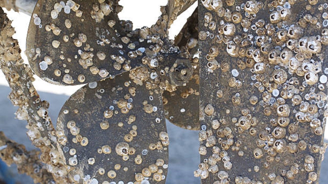 Satisfying ASMR Barnacles Removal &ndash; ASMR Cleaning Boat No Talking (5)