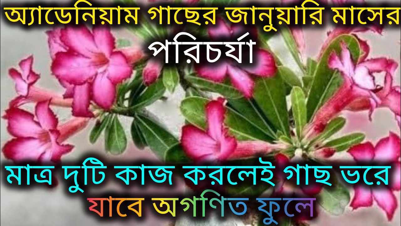 অ্যাডেনিয়াম গাছের জানুয়ারি মাসের গুরুত্বপূর্ণ পরিচর্যা/Adenium flower plant care in winter season.