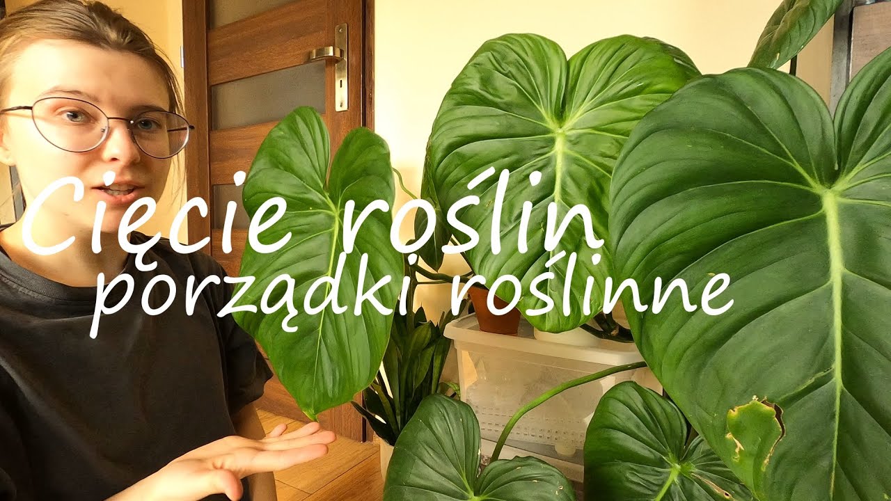 Cięcie 🌱 | porządki roślinne | philodendrony i epi