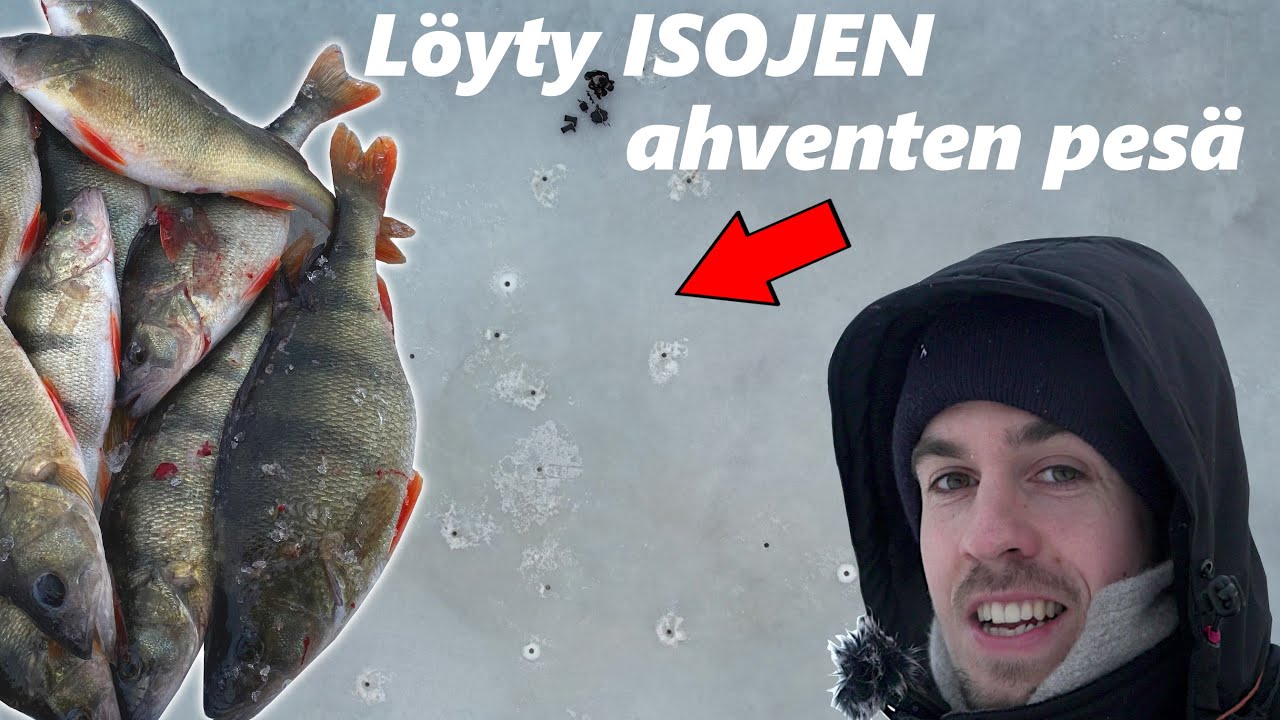 AHVENET OLI RAJULLA SYÖNNILLÄ MERELLÄ | vedenalaiskuvaa ahvenista