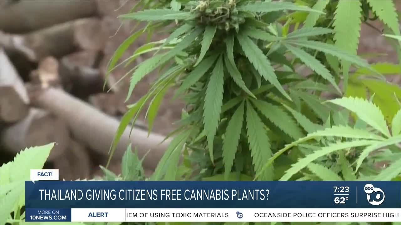 Fact or Fiction: Thailand giving away free marijuana to citizens?