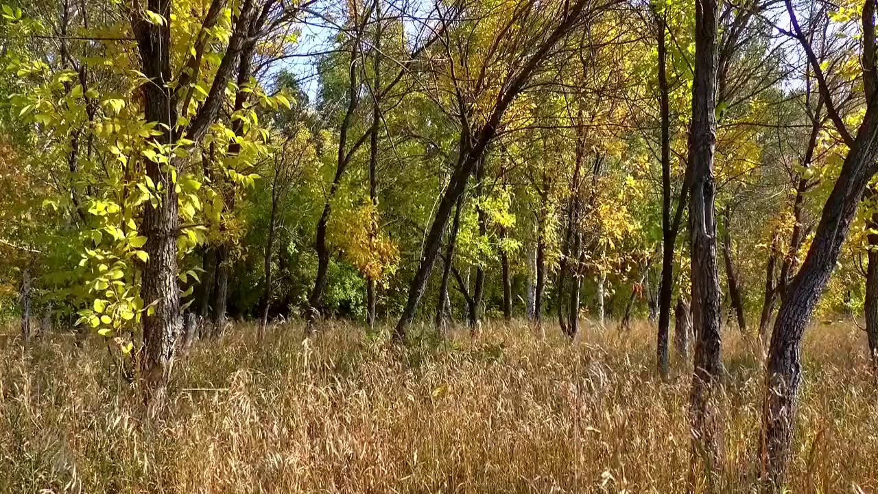 Peaceful Forest Sound with Gentle Wind and Birds| Sleep, Study, Meditate, Focus |  Relaxation Sound