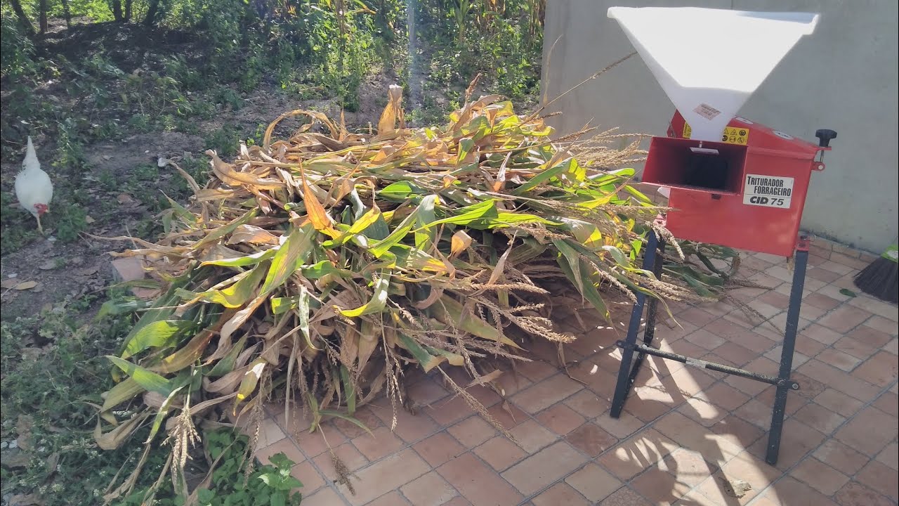 Silagem de milho com triturador forrageiro CID 75