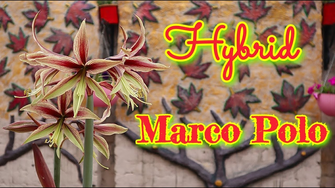 Cybister Hippeastrum: Marco Polo
