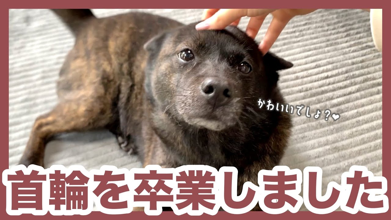 【甲斐犬】甘えんぼ甲斐犬から首輪を外したら、いつにも増してのびのび寝てて癒される〜！