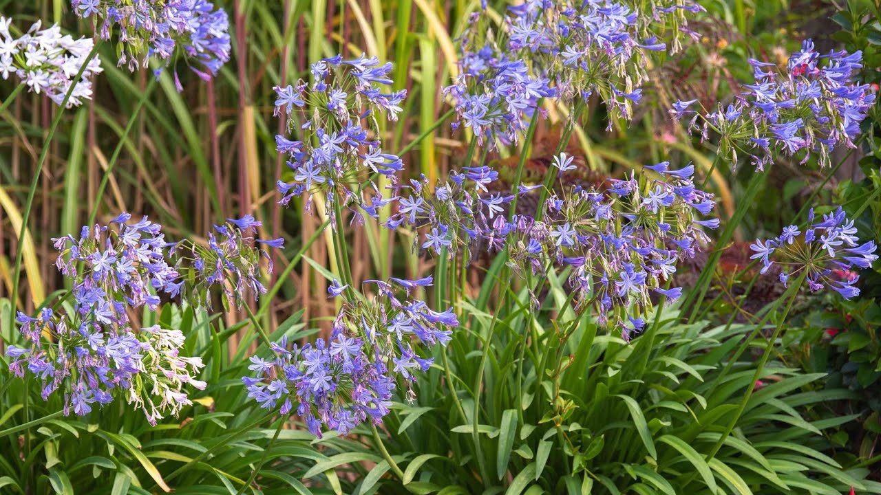 Как вырастить потрясающие агапантусы | Садовый стиль доктора Мака