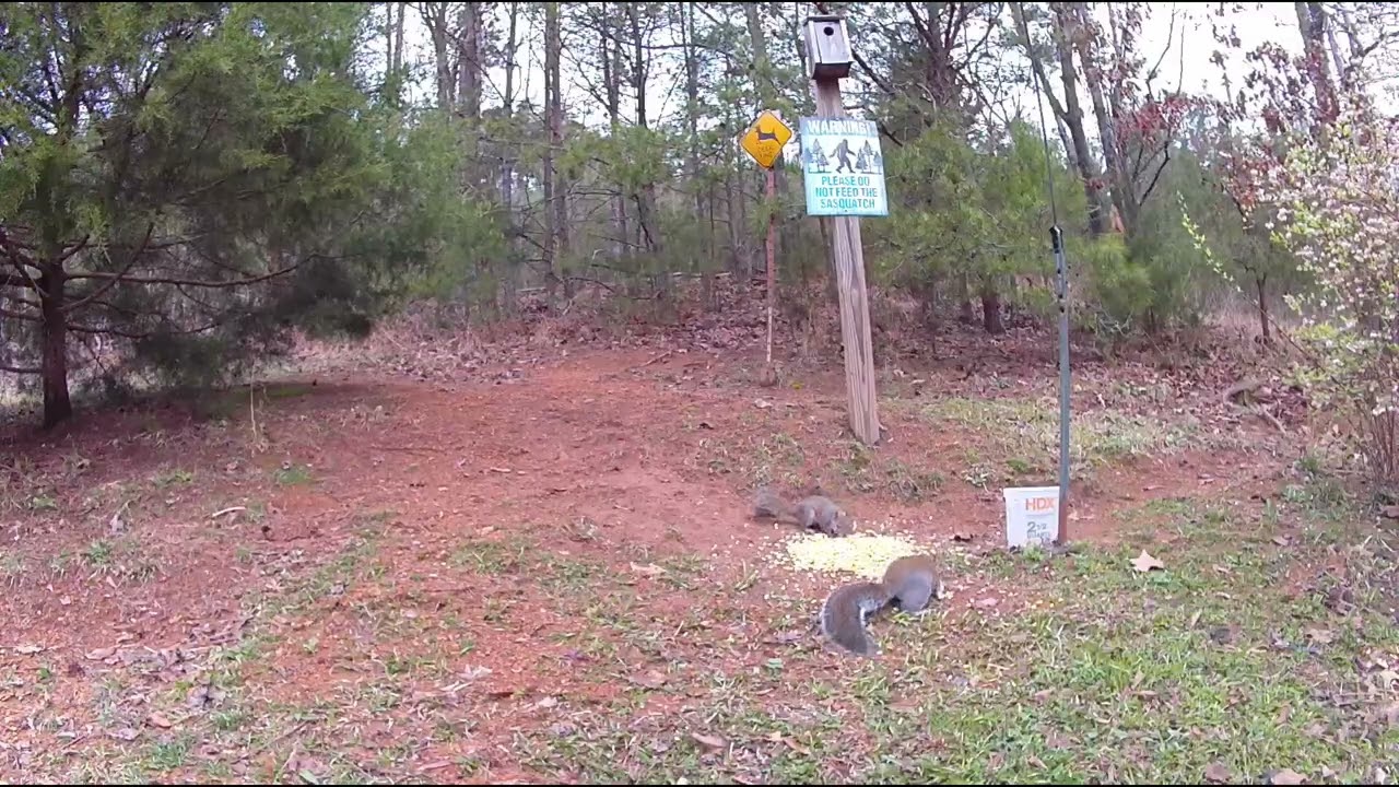 Deer and Rooster. March 11, 2026. ￼