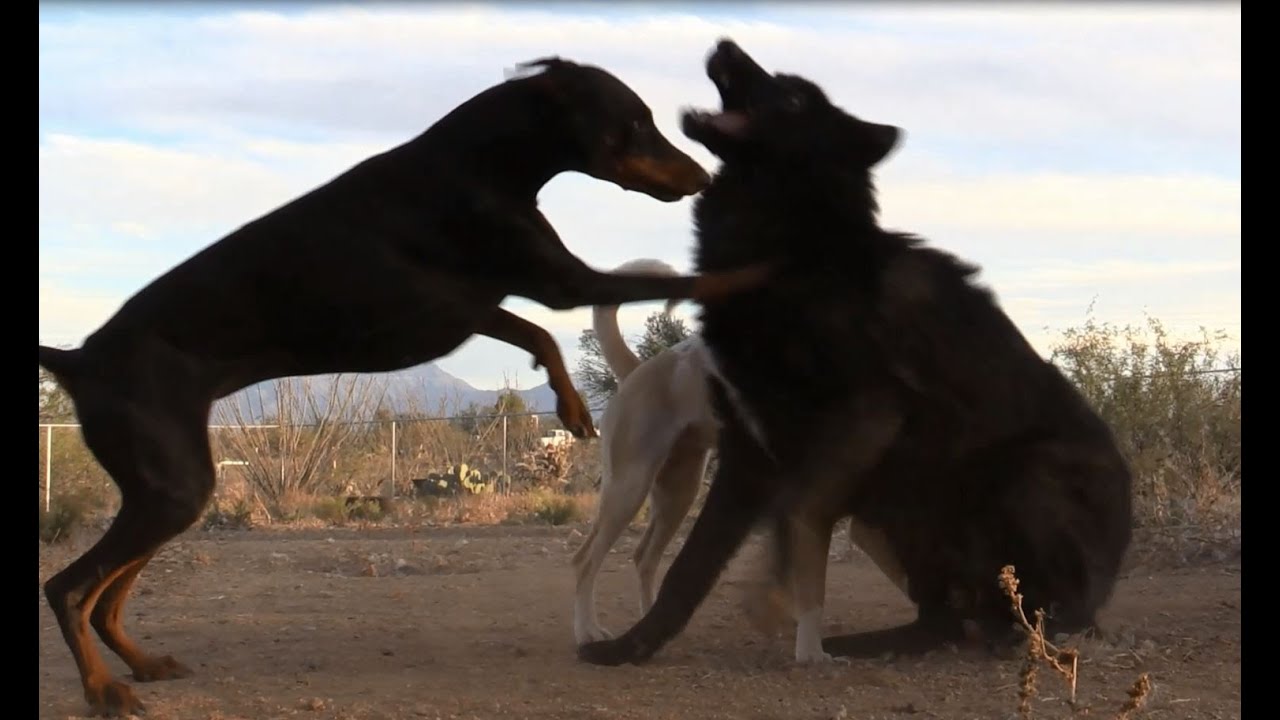 Wolf playing with two dogs (Wolf vs Doberman & Egyptian Dog)