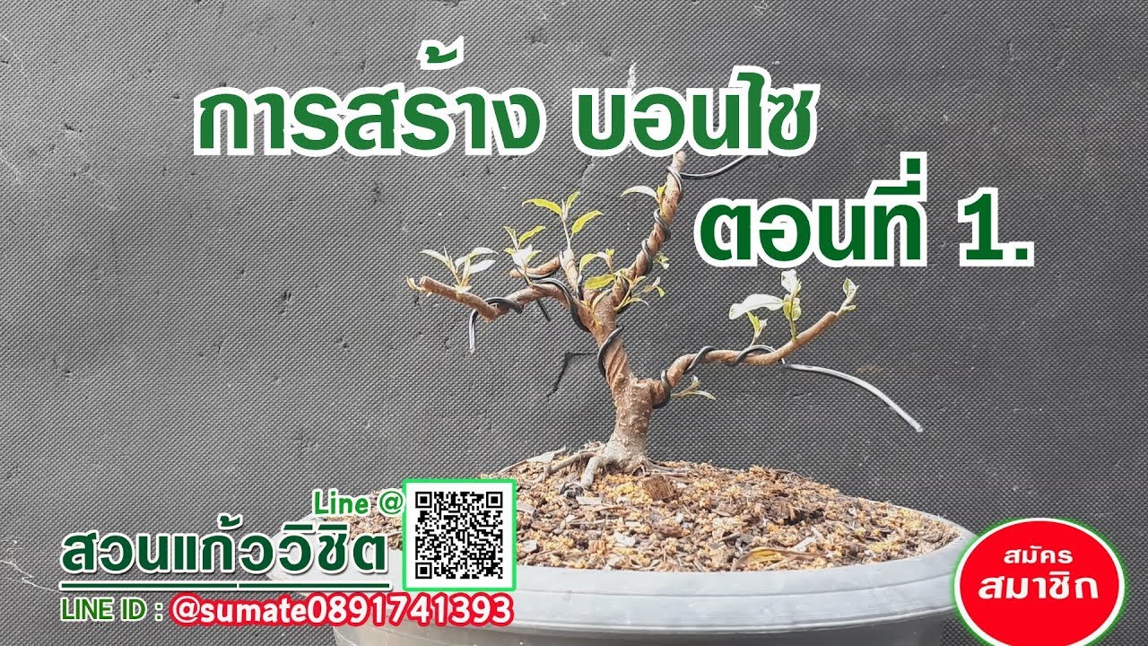 การสร้าง บอนไซ ตอนที่ 1.How to make bonsai Ep1